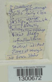 Lactarius salmonicolor image