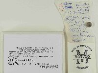 Lactarius salmonicolor image