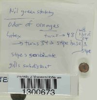 Lactarius salmonicolor image