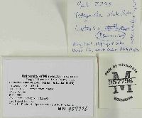 Lactarius salmonicolor image