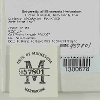 Lactarius chelidonium image