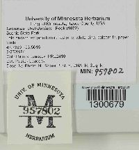 Lactarius chelidonium image