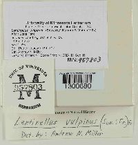 Lentinellus vulpinus image