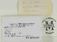 Lactarius deterrimus image