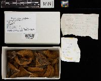 Lactarius chelidonium image