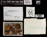 Lactarius subdulcis image