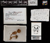 Lactarius subdulcis image