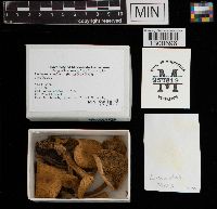 Lactarius subdulcis image