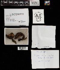 Lactarius atroviridis image