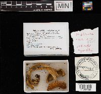 Hypholoma lateritium image