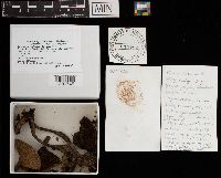 thumbnail image of current specimen
