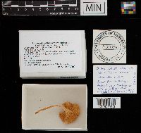 Gliophorus laetus image