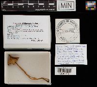 Hygrocybe acutoconica image