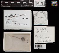 Agaricus diminutivus image