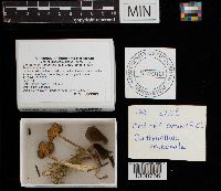 Cantharellula umbonata image