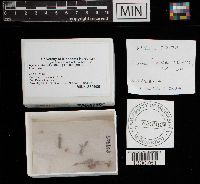 Mycena lilacifolia image