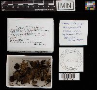 Mycena sanguinolenta image