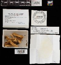 Lactarius aquizonatus image