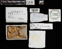 Lactarius aquizonatus image