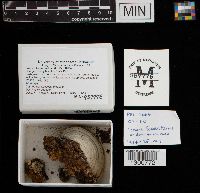 Fomes fomentarius image