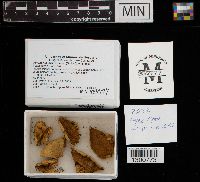 Gyroporus cyanescens image