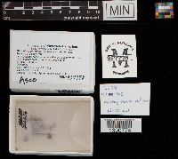 Microglossum rufum image