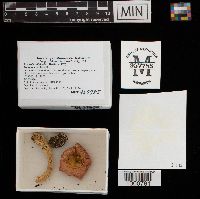 thumbnail image of current specimen
