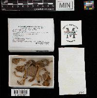 Lactarius glyciosmus image