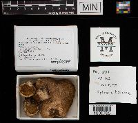 Fomitopsis betulina image