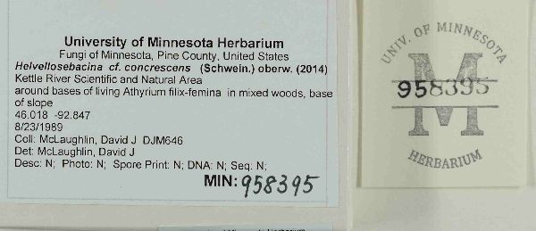 Helvellosebacina image