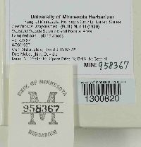 Laetiporus sulphureus image