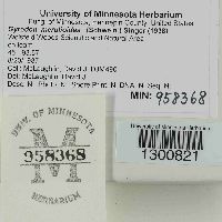 Boletinellus merulioides image