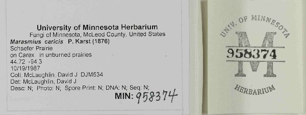 Gloiocephala caricis image