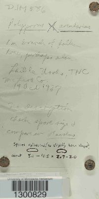 Polyporus arcularius image