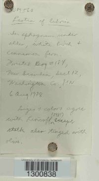 Leotia lubrica image