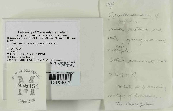 Sebacina pallida image