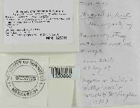 Mycena inclinata image