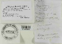 Flammulina velutipes image