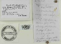 Mycena haematopus image