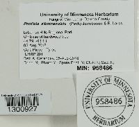 Hemistropharia albocrenulata image