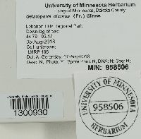 Gelatoporia dichroa image