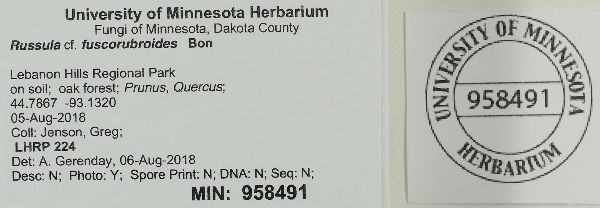 Russula fuscorubroides image