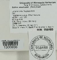 Suillus americanus image