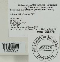 Gymnopus subnudus image