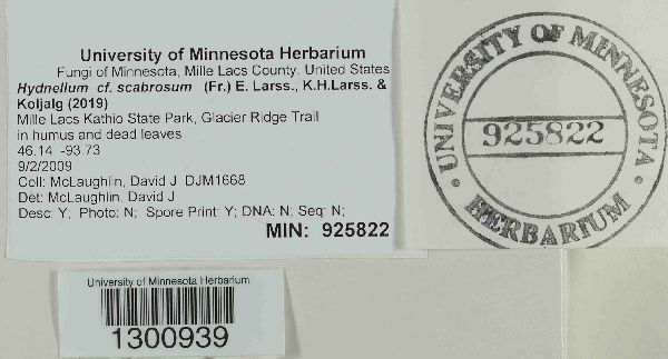 Hydnellum scabrosum image