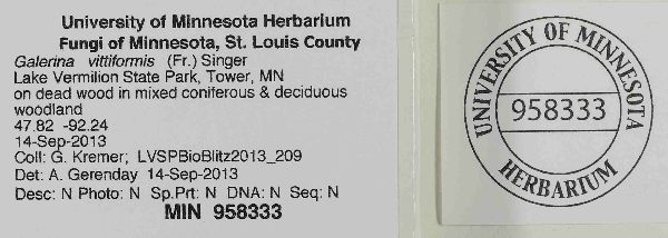 Galerina vittiformis image