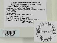 Amanita wellsii image