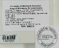 Leccinum insigne image