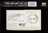 Leccinum holopus image