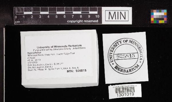 Hygrophorus pudarinus image